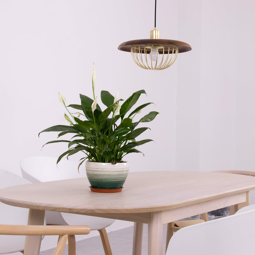 Kasa Pendant Lamp - Vakkerlight